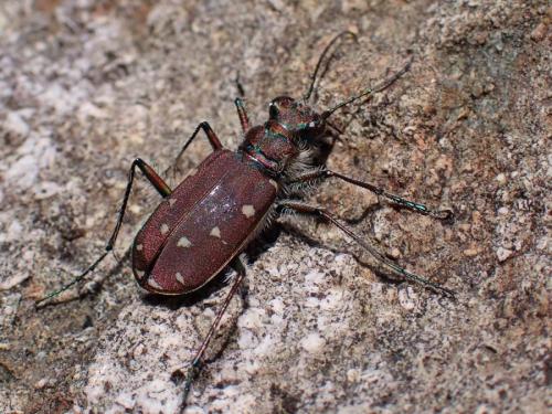 Cicindela duodecimguttata